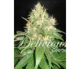 Northern Light Blue de Delicious Seeds