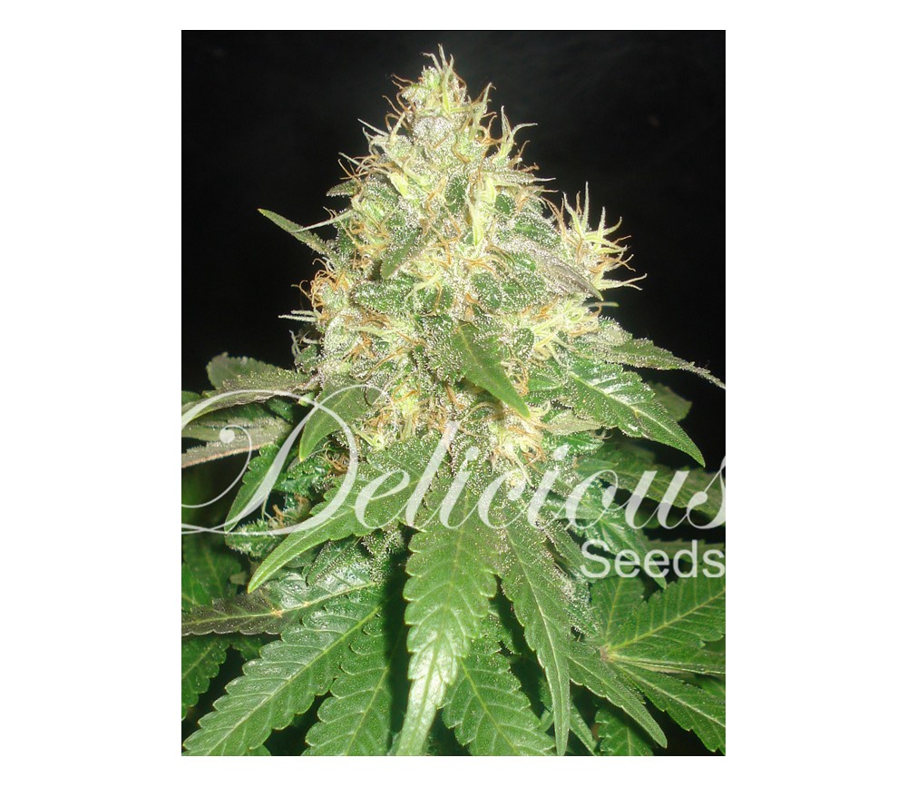 Northern Light Blue de Delicious Seeds