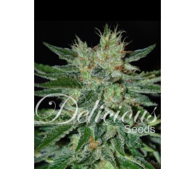 Sugar Black Rose de Delicious Seeds