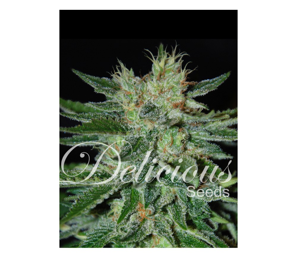 Sugar Black Rose de Delicious Seeds