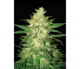 Colombian Gold Ryder - World Of Seeds