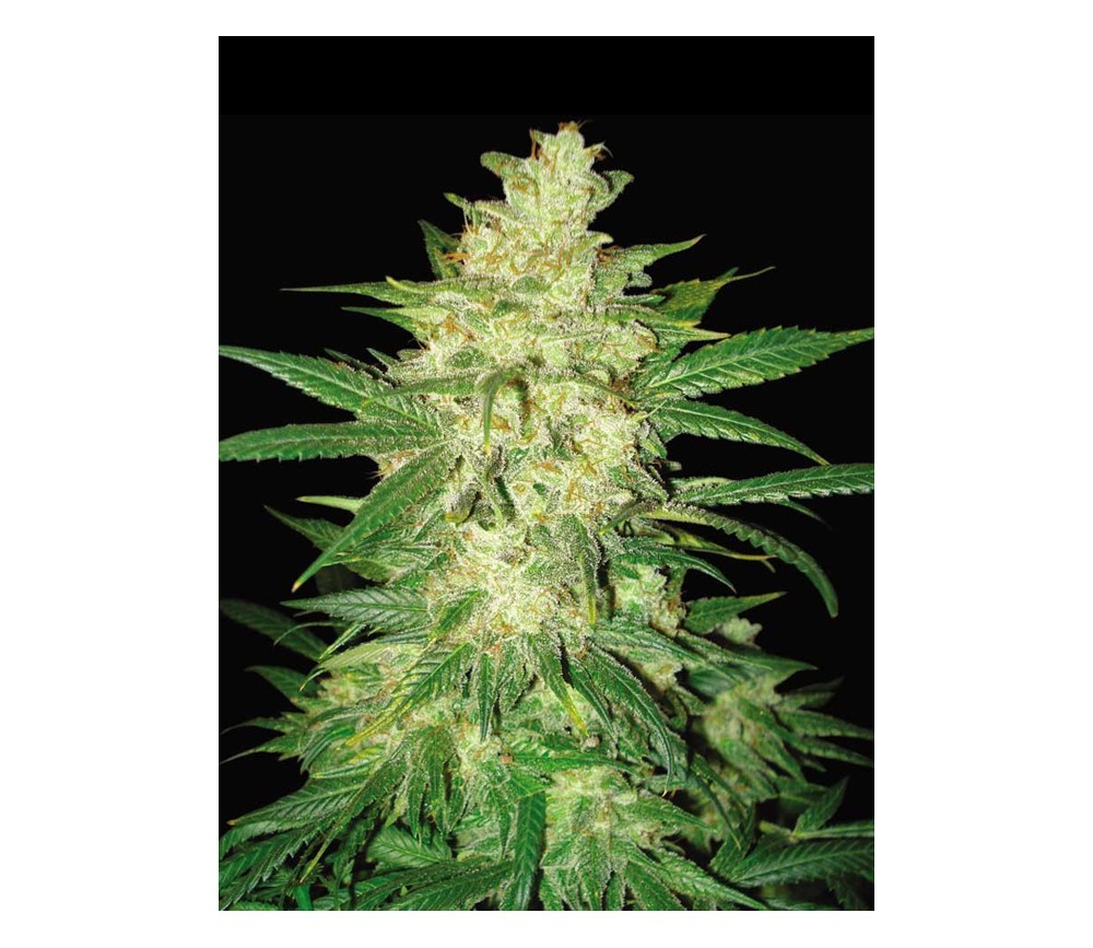 Colombian Gold Ryder - World Of Seeds