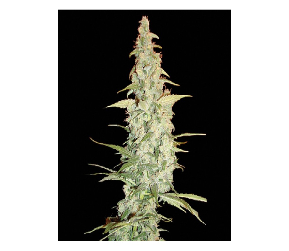 Cole Train de DNA Genetics