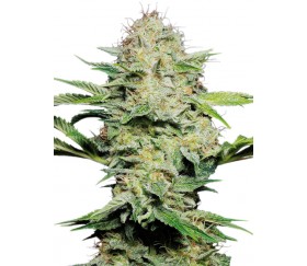 Sensi Skunk Automatic von Sensi Seeds