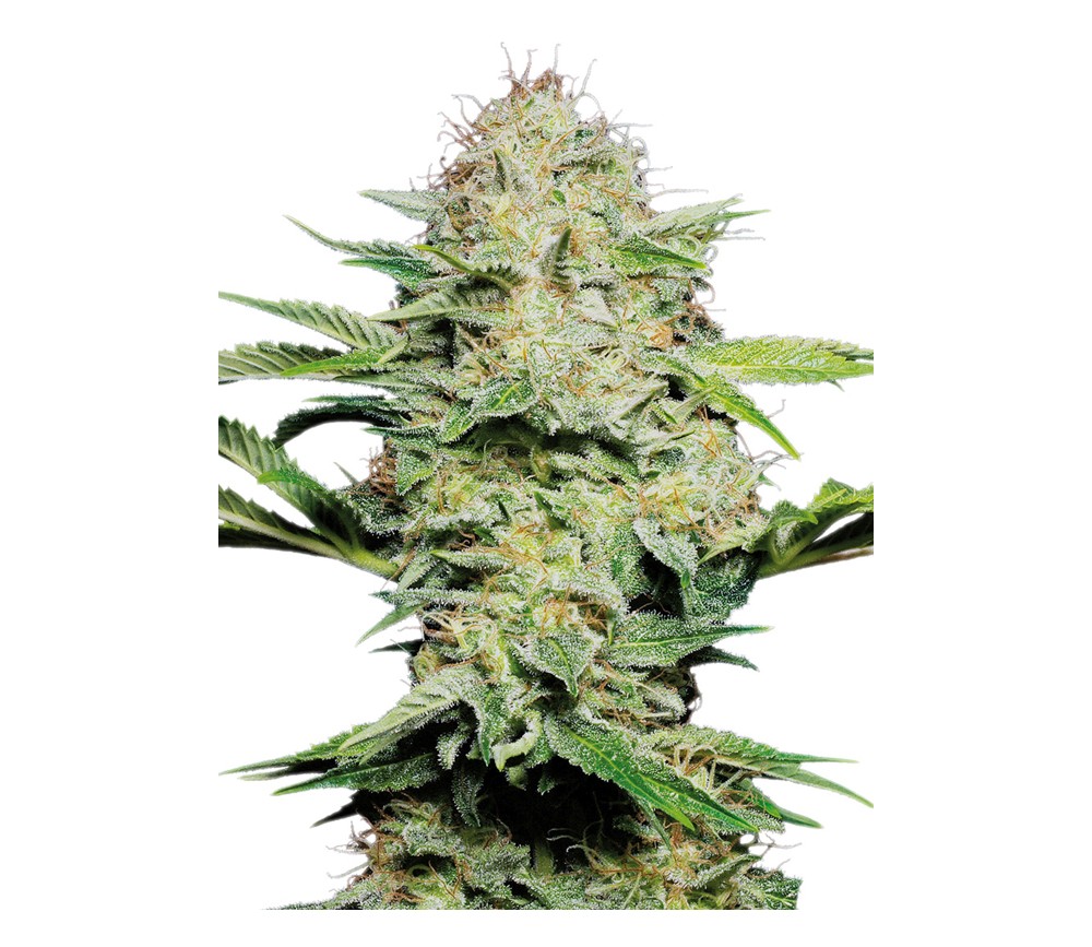 Sensi Skunk Automatic from Sensi Seeds