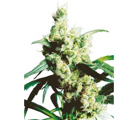 Silver Haze - Sensi Seeds