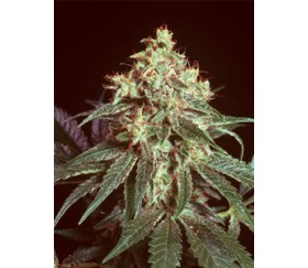 Devil Regular de Mr Nice SeedBank