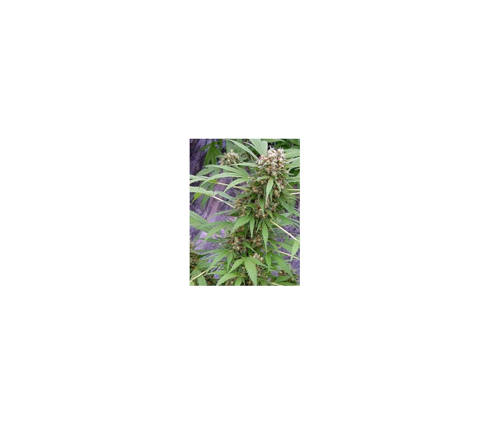 Early Skunk Regulares de Mr Nice Seedbank