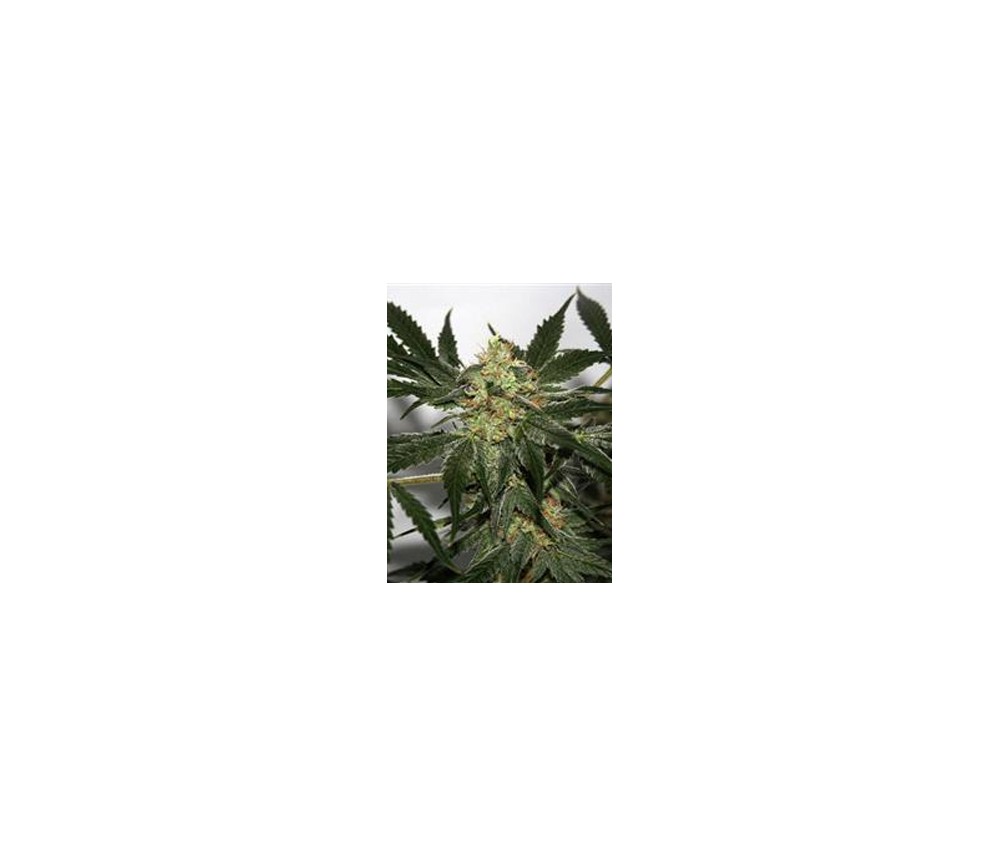 Early Skunk Haze Regulares de Mr Nice Seedbank