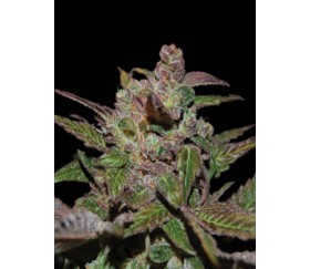 Purple Wreck de DNA Genetics