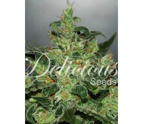 Critical Jack Herer Auto de Delicious Seeds