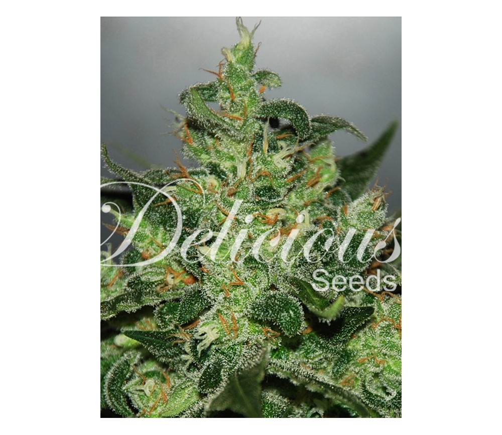 Critical Jack Herer Auto de Delicious Seeds