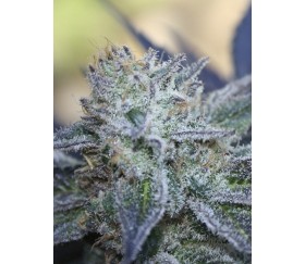 Whasing Machine de Ripper Seeds