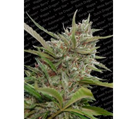 Auto White Berry de Paradise Seeds