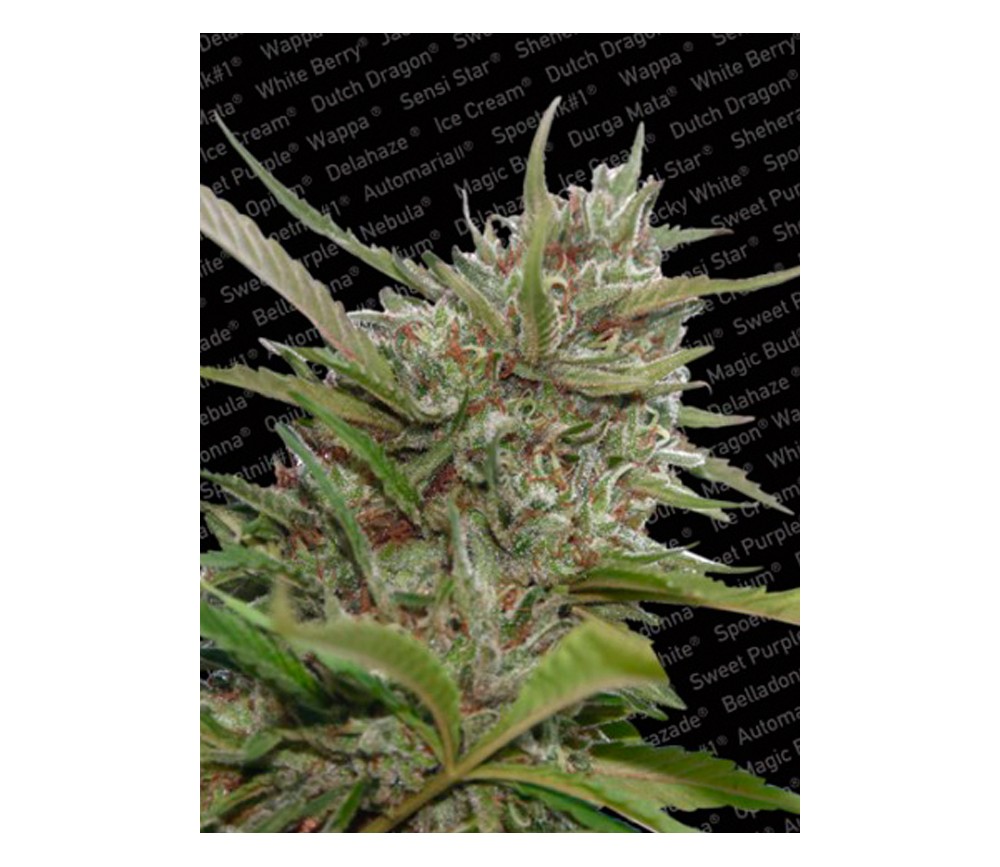 Auto White Berry de Paradise Seeds