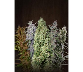 Ace Mix de Ace Seeds