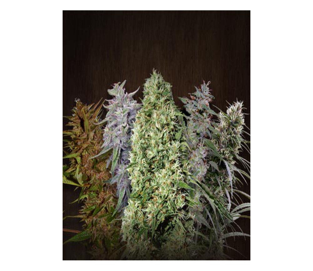 Ace Mix de Ace Seeds