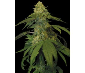 Holy Grail Kush de DNA Genetics