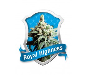 Royal Queen Seeds Royal Highness