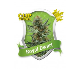 Royal Dwarf Auto de Royal Queen Seeds