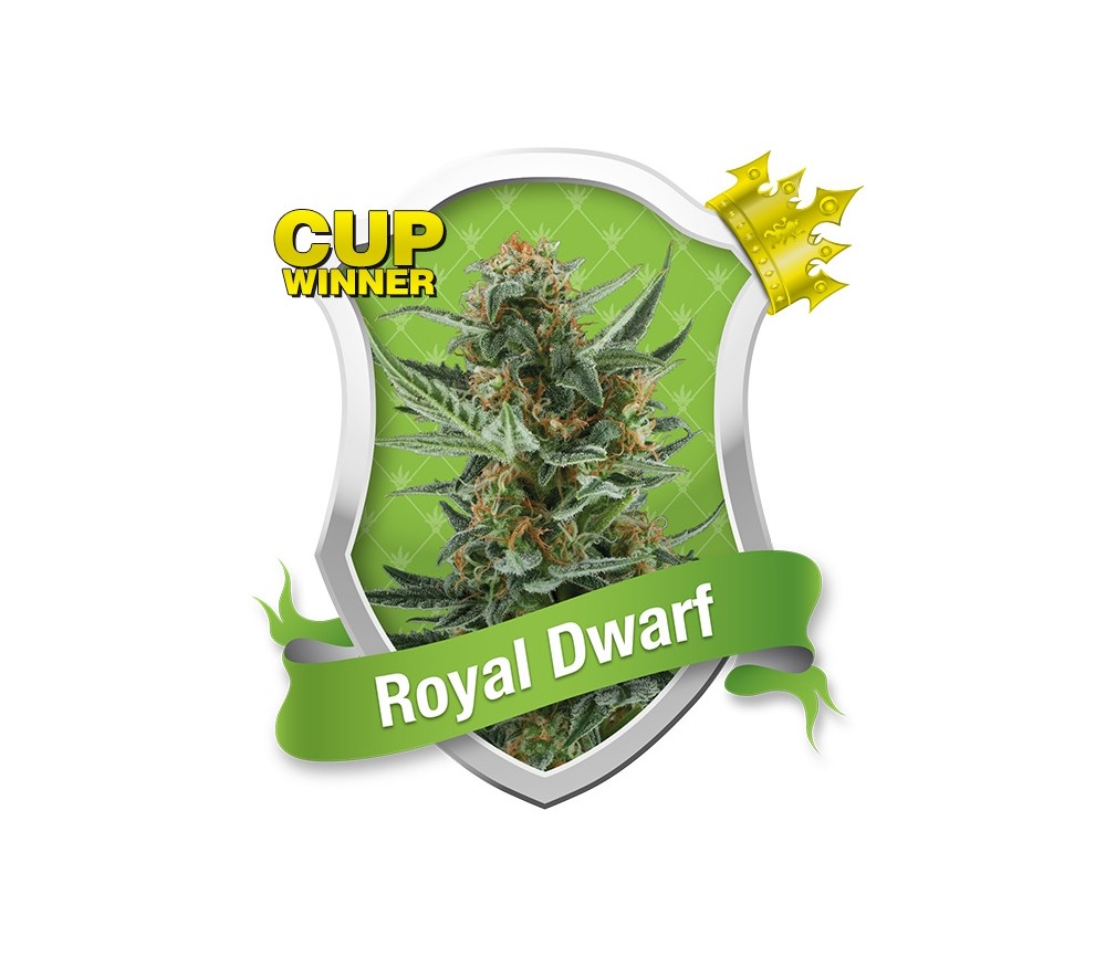 Royal Dwarf Auto von Royal Queen Seeds