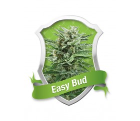 Easy Bud Auto von Royal Queen Seeds