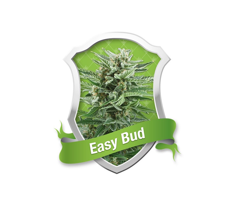 Easy Bud Auto von Royal Queen Seeds