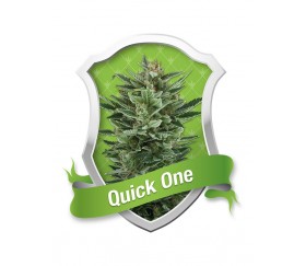 Quick One Auto by Royal Queen Seeds