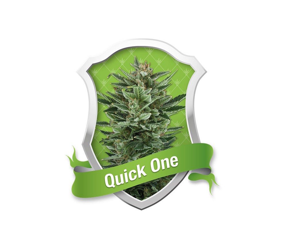Quick One Auto by Royal Queen Seeds