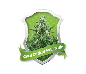 Royal Critical Automatic von Royal Queen Seeds