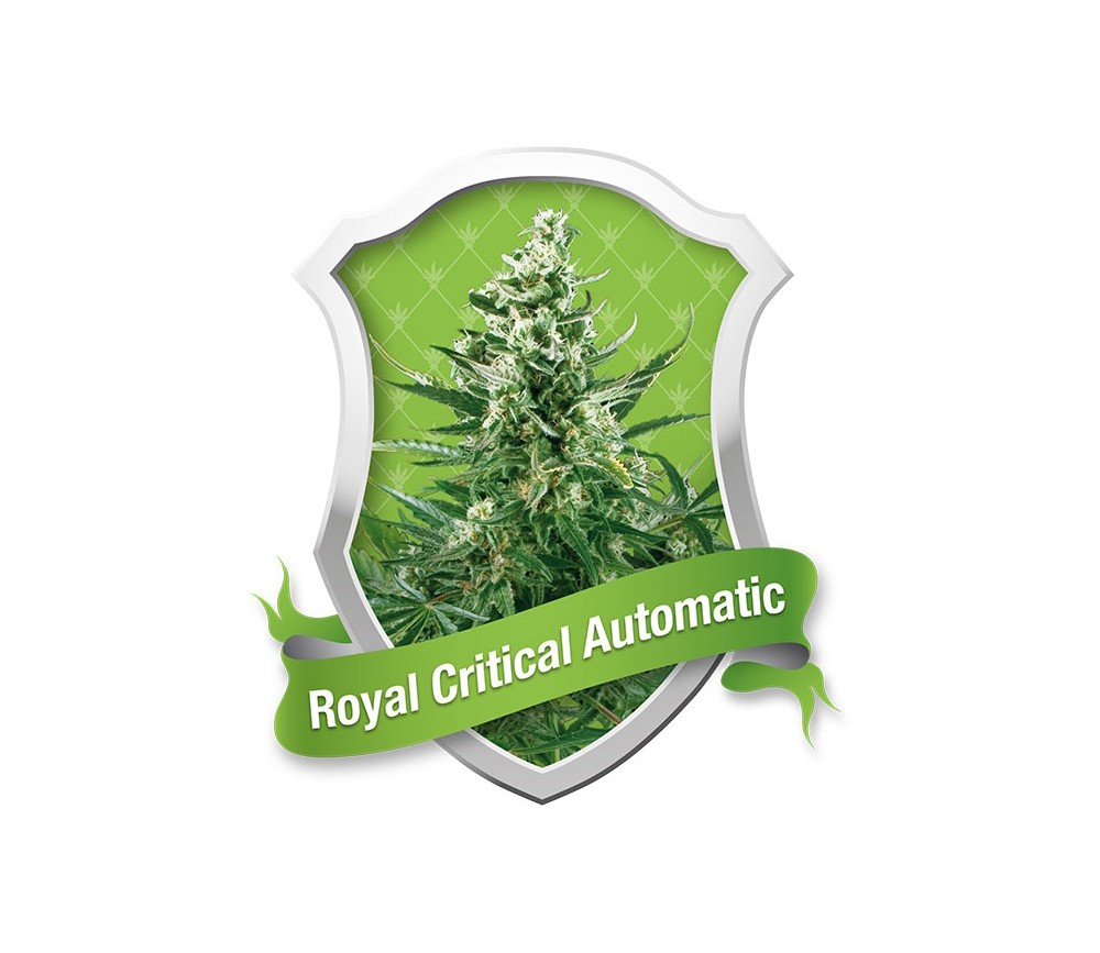 Royal Critical Automatic von Royal Queen Seeds