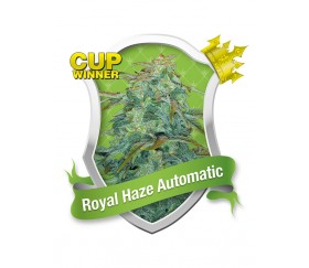 Royal Haze Automatique de Royal Queen Seeds