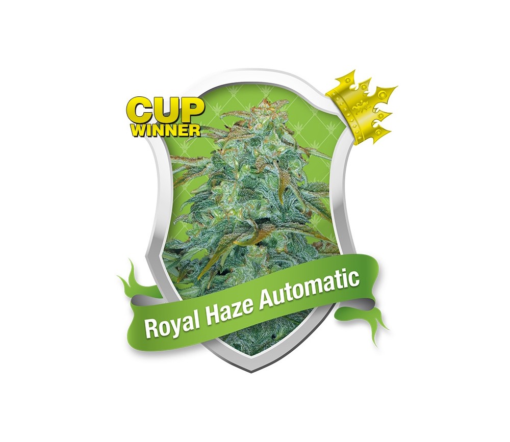 Royal Haze Automatique de Royal Queen Seeds