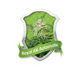 Royal AK Automatic by Royal Queen Seeds