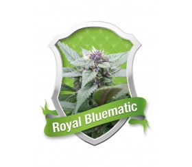 Royal Queen Seeds Royal Bluematic