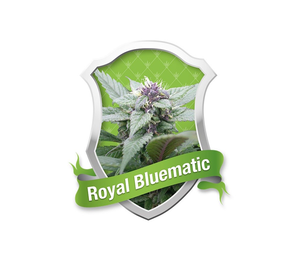 Royal Bluematic de Royal Queen Seeds