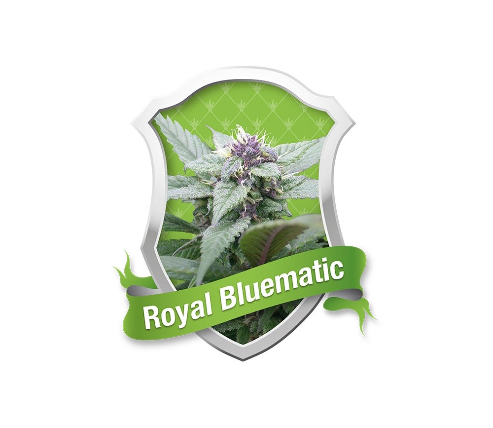 Royal Queen Seeds Royal Bluematic