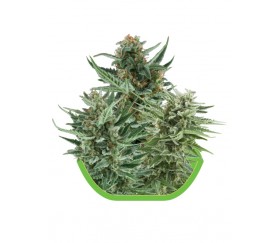 Autoflowering Mix von Royal Queen Seeds