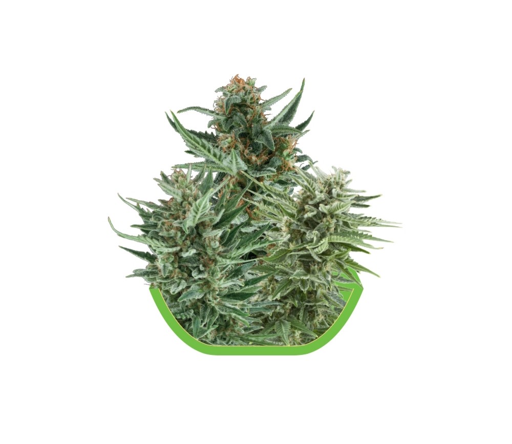 Autoflowering Mix von Royal Queen Seeds