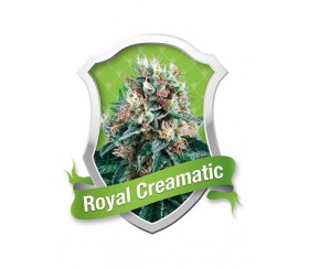 Royal Creamatic de Royal Queen Seeds