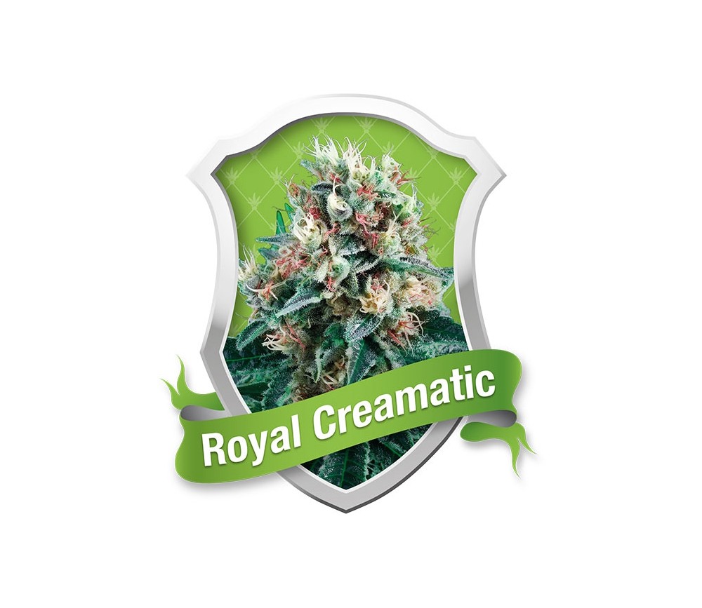 Royal Creamatic by Royal Queen Seeds