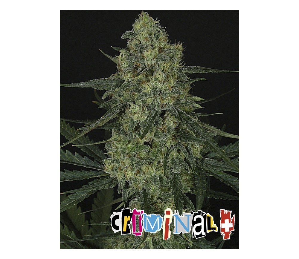 Criminal + de Ripper Seeds