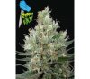 Ripper Haze de Ripper Seeds