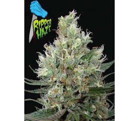 Ripper Haze de Ripper Seeds