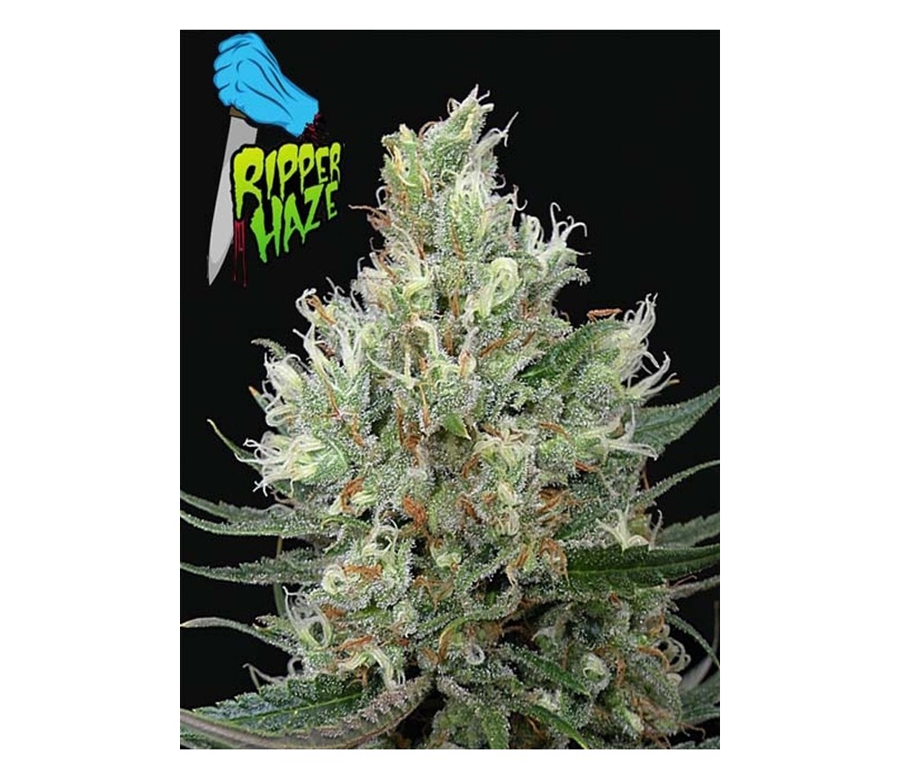 Ripper Haze de Ripper Seeds