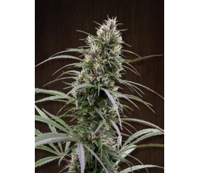 Congo de Ace Seeds