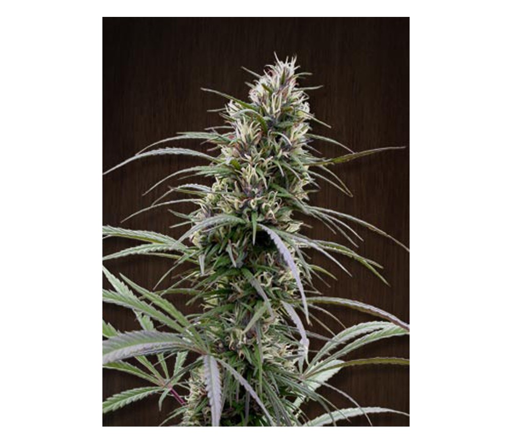 Congo de Ace Seeds