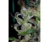 Zamaldelica feminizada de Ace Seeds