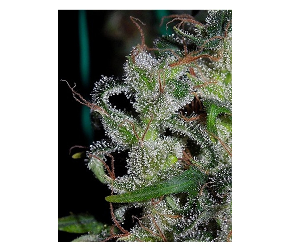 Zamaldelica feminizada de Ace Seeds