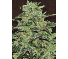 Malawi de Ace Seeds